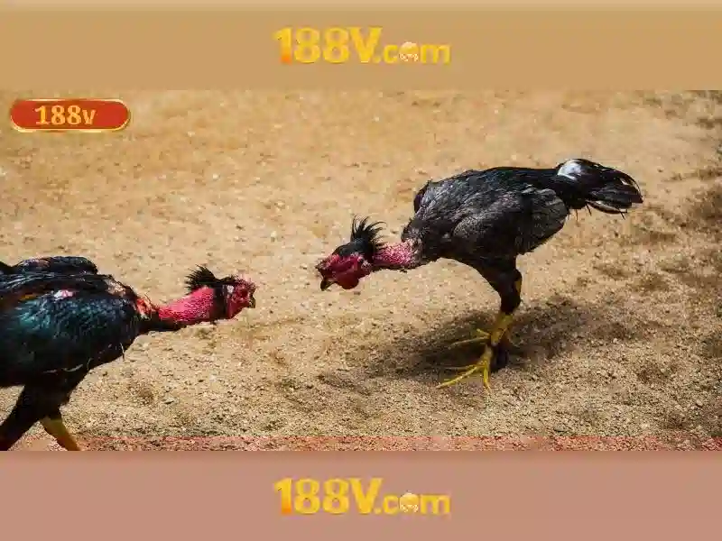 Nguồn gốc 188v no hũ